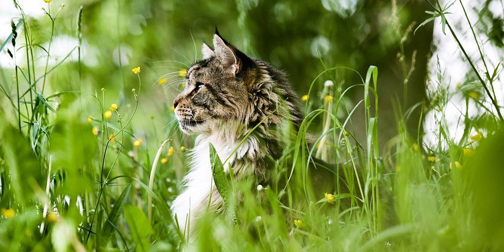 Cat in nature