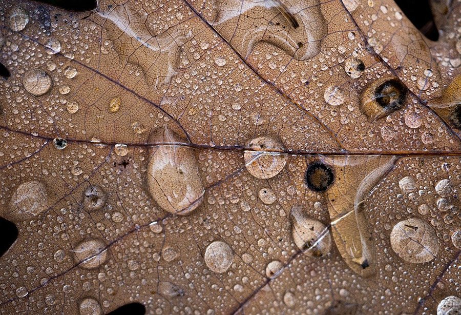 Wet dead leaves