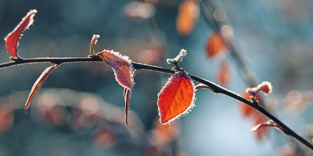 Frost on leaves