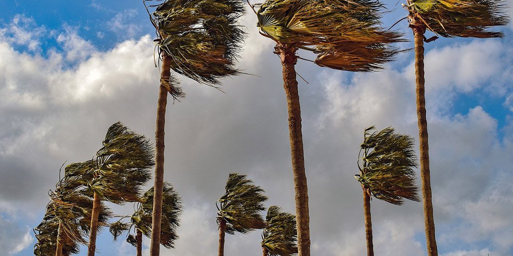 Palms in the wind