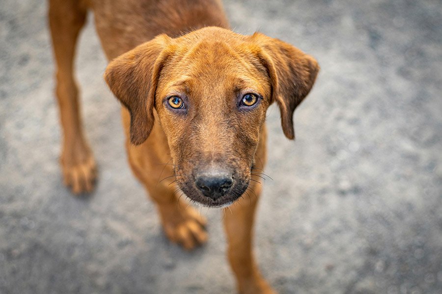 Rhodesian Ridgeback