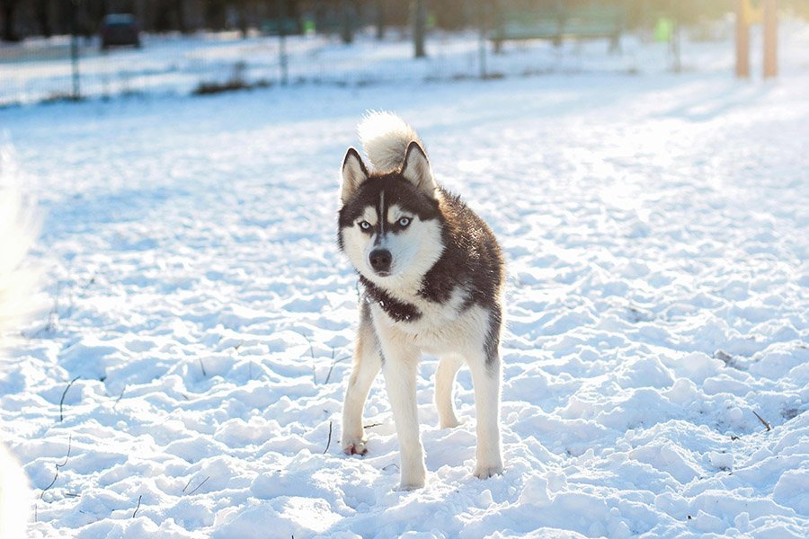 Siberian Husky