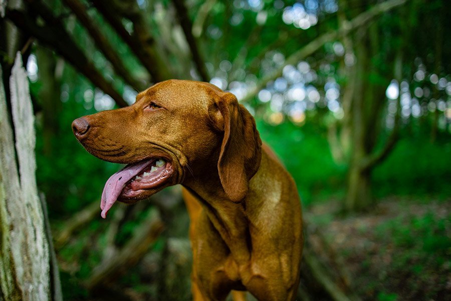 Vizsla