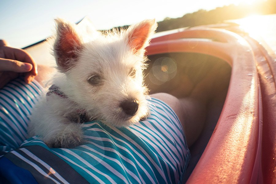 Small dog kayaking