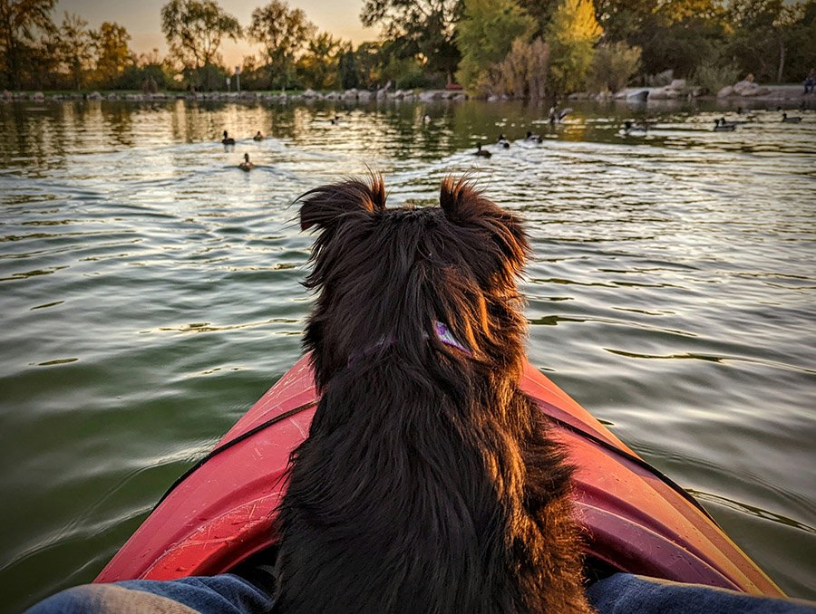 Brown dog on a kayak