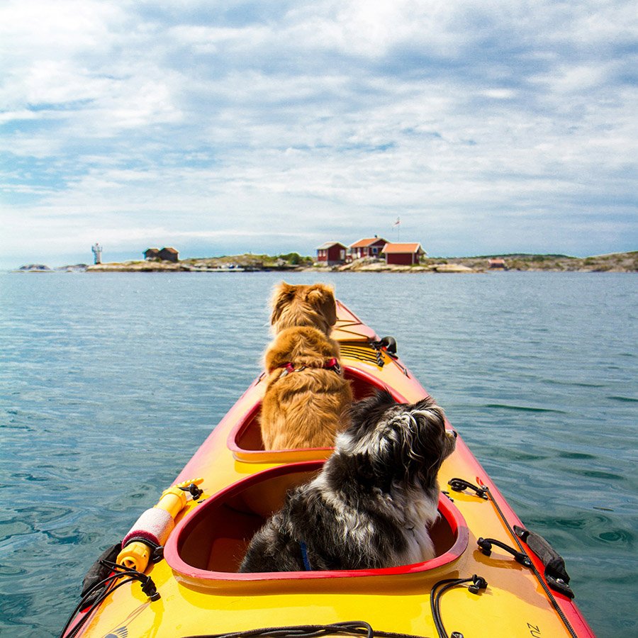 Kayaking with 2 dogs