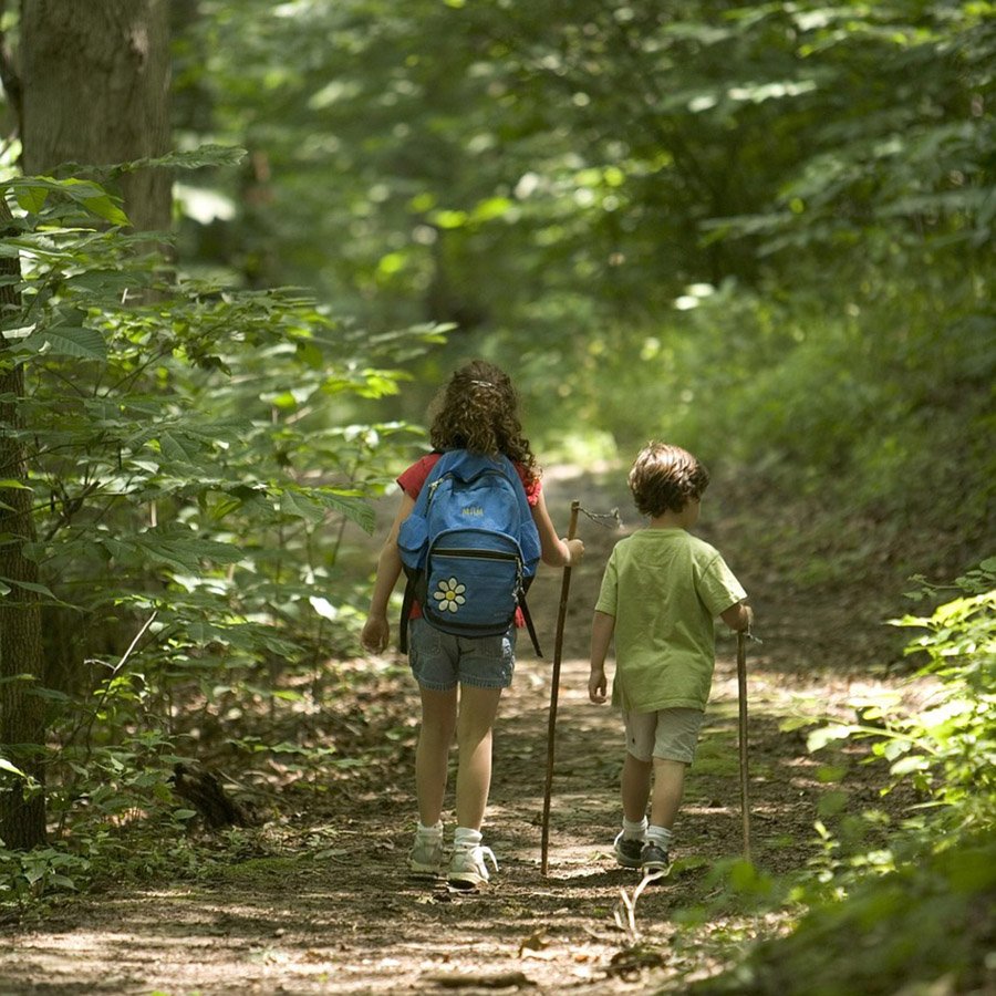 children hiking in the forest