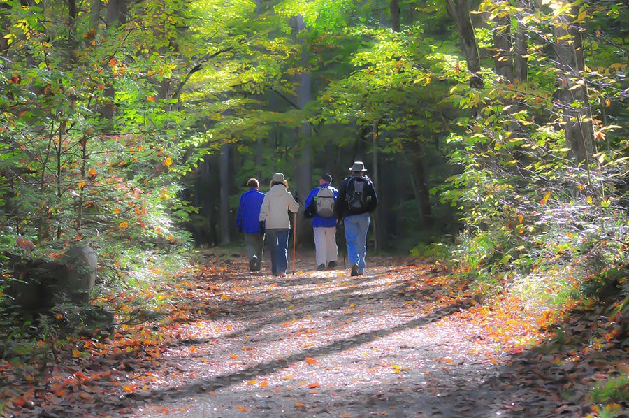 Group hiking in the forest