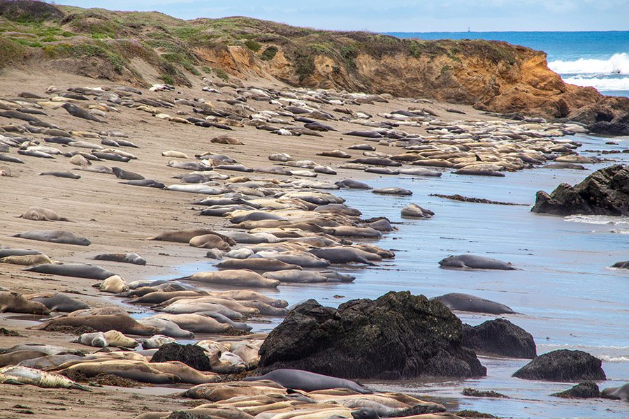 Wildlife at San Simeon